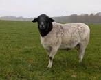 Te koop dorper dekram, Dieren en Toebehoren, Mannelijk, Schaap