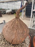 Caudex plant Cyphostemma Elephantopus  Madagaskar, Overige soorten, Ophalen of Verzenden, In pot, Minder dan 100 cm