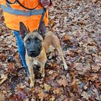 Charismatische, aanhankelijke Mechelse herder reu, Dieren en Toebehoren, Honden | Herdershonden en Veedrijvers, Rabiës (hondsdolheid)