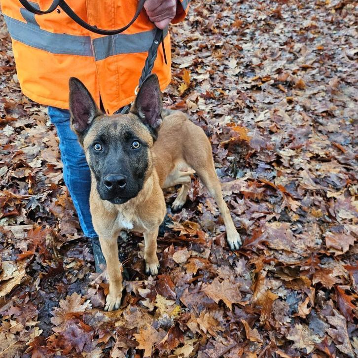 Charismatische, aanhankelijke Mechelse herder reu, Dieren en Toebehoren, Honden | Herdershonden en Veedrijvers, Reu, Herder, Particulier