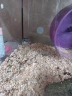 Hamster(kooi), Mei, Mannelijk, Hamster