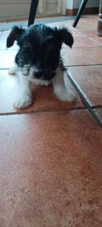 Yorkshire terriër biewer teefje pup, Dieren en Toebehoren, Overige rassen, 8 tot 15 weken, Meerdere, Meerdere dieren