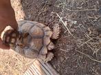 Grote Sulcata schildpad, Dieren en Toebehoren, Reptielen en Amfibieën, Schildpad