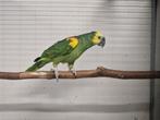Geelschouder blauwvoorhoofd amazone, Dieren en Toebehoren, Vogels | Parkieten en Papegaaien, Mannelijk, Papegaai, Geringd