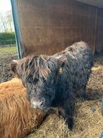 Schotse hooglander, Dieren en Toebehoren, Runderen, Mannelijk, 0 tot 2 jaar