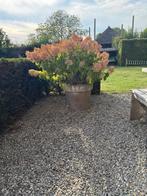 Grote witte pluimhortensia in stenen handgemaakte pot., Ophalen, Vaste plant, Overige soorten, Volle zon