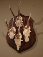Trofeeplank met reebok geweitjes. Taxidermie gewei hert, Ophalen of Verzenden, Gebruikt, Hert, Schedel
