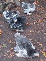 Cochin kriel, Dieren en Toebehoren, Pluimvee, Meerdere dieren, Kip