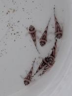L046 / L46 Hypancistrus zebra 3-3,5cm, Dieren en Toebehoren, Kreeft, Krab of Garnaal