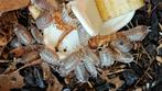 Isopods/Pissebedden verschillende varianten., Dieren en Toebehoren, Overige soorten