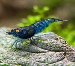 Neocaridina Blue Dream Orange Eyes garnalen, Kreeft, Krab of Garnaal