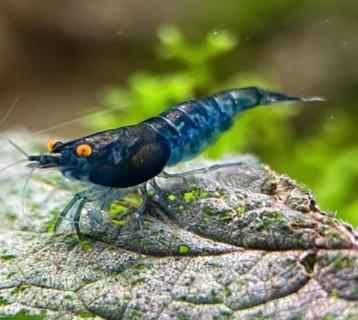 Neocaridina Blue Dream Orange Eyes garnalen beschikbaar voor biedingen