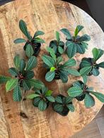 Madagaskar jewelplantjes, Overige soorten, Minder dan 100 cm, Halfschaduw, Ophalen