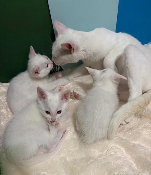 Witte kittens te koop, Dieren en Toebehoren, Katten en Kittens | Raskatten | Korthaar, Meerdere dieren, 0 tot 2 jaar, Ontwormd
