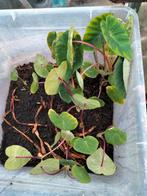 Opruiming colocasia pink china, Tuin en Terras, Planten | Tuinplanten, Ophalen of Verzenden, Zomer, Volle zon