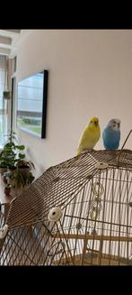 Omlet vogelkooi en accessoires, Dieren en Toebehoren, Parkiet