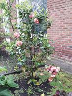 2x Camellia Nuccio Jewel, Minder dan 100 cm, Overige soorten, Ophalen
