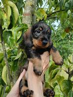 Teckel pups ruwharig wildkleur, Dieren en Toebehoren, Honden | Teckels en Dashonden, Standaard, 8 tot 15 weken, CDV (hondenziekte)