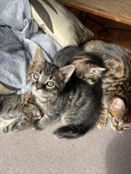Kruising Bengaal kittens 10-02-2024 Vrouwtjes, Dieren en Toebehoren, Katten en Kittens | Overige Katten, Poes