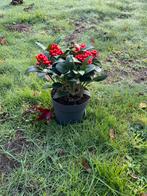 Skimmia japonica 'Temptation' - 15 stuks, Vaste plant, Halfschaduw, Herfst, Ophalen
