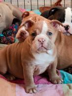 Old English Bulldog pup, Rabiës (hondsdolheid), 8 tot 15 weken, Bulldog, Meerdere