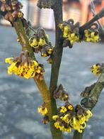 Toverhazelaar - Winterbloeier, Vaste plant, Halfschaduw, Lente, Ophalen