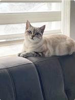 Britisch Korthaar Kater, Dieren en Toebehoren, Katten en Kittens | Raskatten | Korthaar, Meerdere dieren, Ontwormd