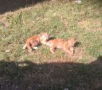 Nestje boerderij kittens katers rode en zwarte, Kater