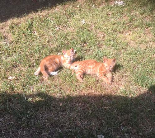 Nestje boerderij kittens katers rode en zwarte, Dieren en Toebehoren, Katten en Kittens | Overige Katten, Kater