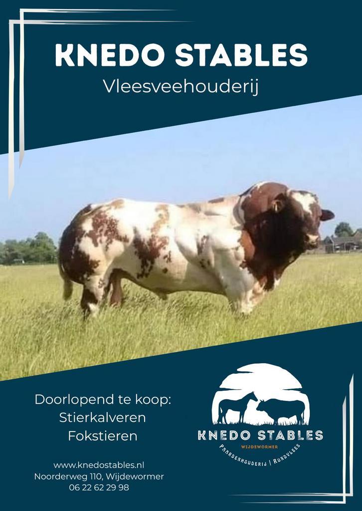 Dikbilstiertjes, Dieren en Toebehoren, Runderen, Meerdere dieren