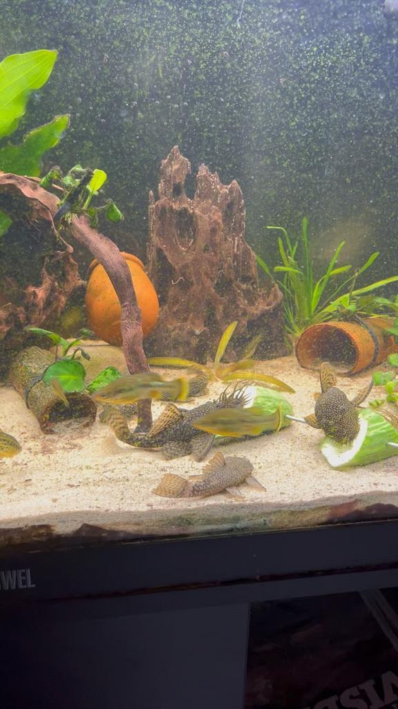 Algeneter ancistrus pleco koppels te koop, Dieren en Toebehoren, Vissen | Aquariumvissen, Zoetwatervis, Vis