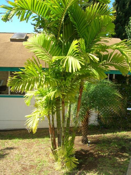 10 x Ptychosperma Macarthurii palmzaden, Tuin en Terras, Bloembollen en Zaden, Zaad, Gehele jaar, Ophalen