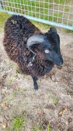 Te koop quessant ram, Dieren en Toebehoren, Schapen, Geiten en Varkens, Mannelijk, Schaap