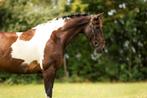 Bomproof allround ruin met een gouden karakter, Dieren en Toebehoren, Paarden, Gechipt, Springpaard, Z, Ruin