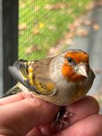 Putter x kanarie harlekijn, Dieren en Toebehoren, Vogels | Overige Vogels, Meerdere dieren, Wildzangvogel, Geringd