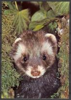 ansichtkaart van een Fret, Verzenden, Ongelopen