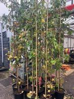 Amberboom, Liquidambar styraciflua,+/ 3 meter hoog NU €38,50, Tuin en Terras, Planten | Bomen, Ophalen, Halfschaduw, Overige soorten