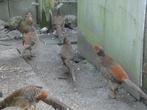 fazant haantjes, Dieren en Toebehoren, Mannelijk, Kip