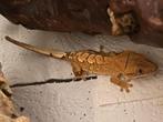 Jonge wimpergekko 1, Dieren en Toebehoren, Hagedis, 0 tot 2 jaar