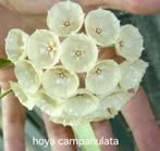 Hoya campanulata (cystiantha ), Overige soorten, In pot, Minder dan 100 cm, Bloeiende kamerplant