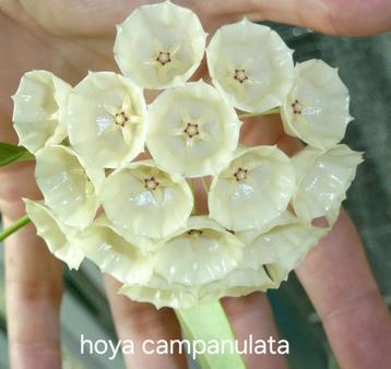 Hoya campanulata (cystiantha ) beschikbaar voor biedingen