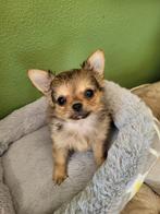 Super lief chihauhau pupje reutje, Dieren en Toebehoren, Honden | Chihuahua's en Gezelschapshonden, CDV (hondenziekte), 8 tot 15 weken