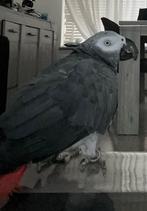 Op zoek naar een lieve en leuke grijze roodstaart dame!, Vrouwelijk, Parkiet, Tam