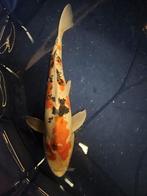doitsu showa Japanse koi, Karper of Koi