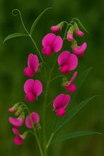 Boslathyrus ( Lathyrus sylvestris), Ophalen, Volle zon, Vaste plant, Klimplanten