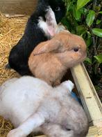 Konijnen - rammetjes - nederlandse hangoor, Dieren en Toebehoren, Konijnen, Mannelijk, Dwerg, Hangoor