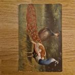 ansichtkaart pauw, Ophalen of Verzenden, Voor 1920