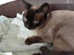 Jarela, Ramses, x siam, 1-6-2023 op strand achtergelaten, Kater, Kortharig, 0 tot 2 jaar