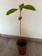 Avocado plantje, Ophalen, Halfschaduw, Minder dan 100 cm