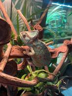 Ik van Reptielen en amfibieën op, Dieren en Toebehoren, Hagedis, Met terrarium, 0 tot 2 jaar